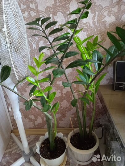 Замиокулькас