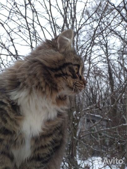 Кот в добрые руки, кострированный