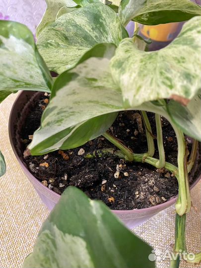 Эпипремнум Хэппи лиф