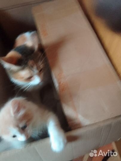 Кошки в добрые руки бесплатно