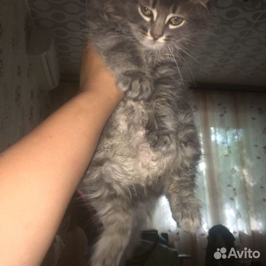 Котёнок