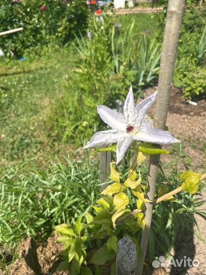 Саженцы клематиса