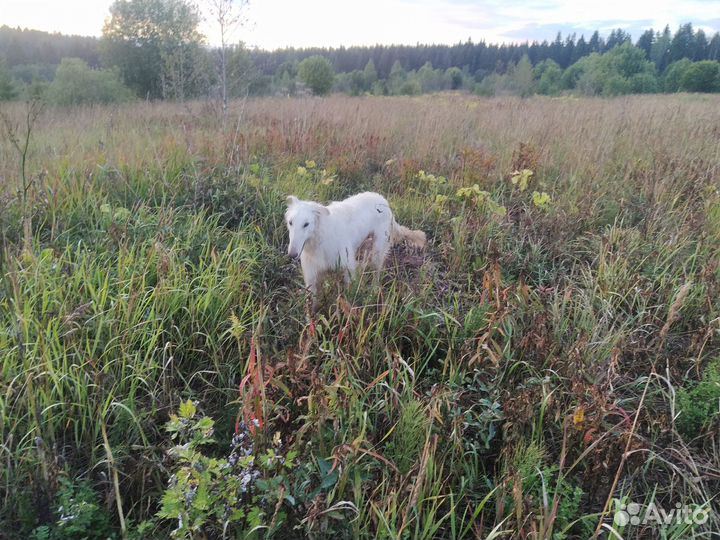 Рпб Кобель кастрат