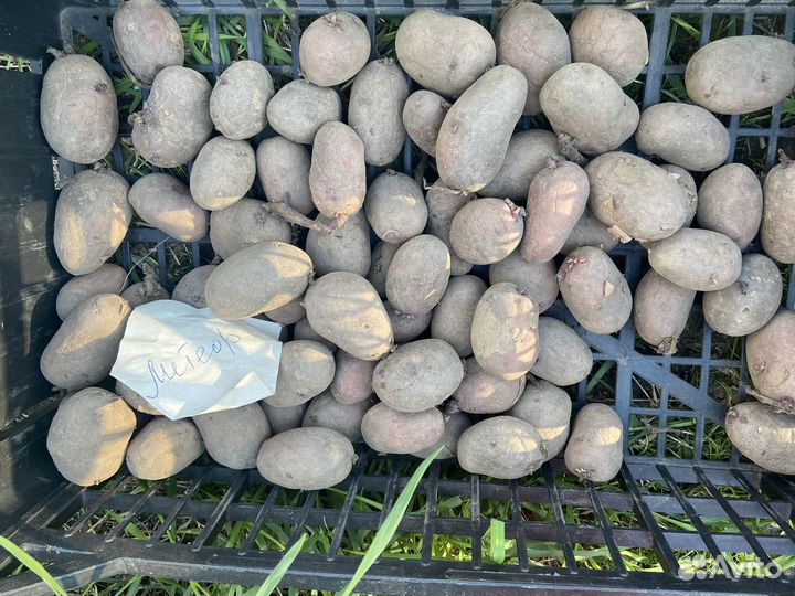 Картофель семенной (сортоиспытательная станция)