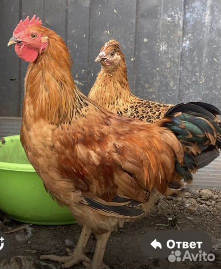 Кучинские юбилейные молодые петушки