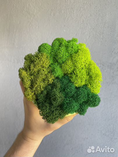 Стабилизированный мох