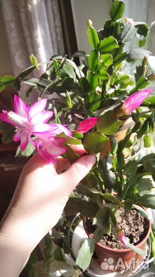 Декабрист Шлюмбергера