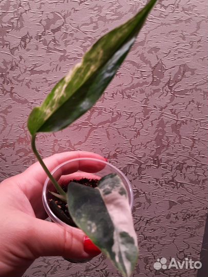 Эпипремнум пиннатум вайт