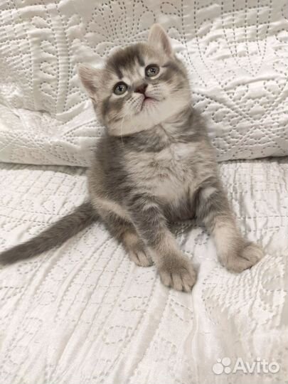 Котята Британские