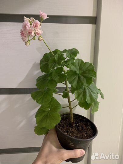 Пеларгония millfield rose