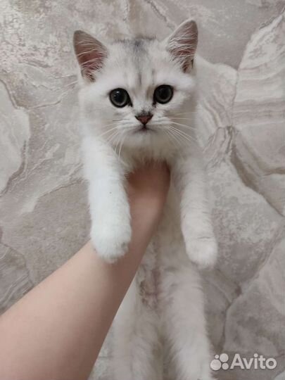 Котенок британец