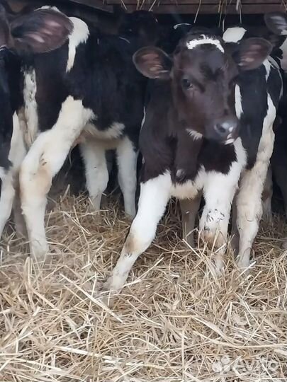 Бычки телята телки