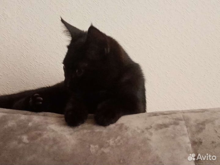 Черный котенок в добрые руки