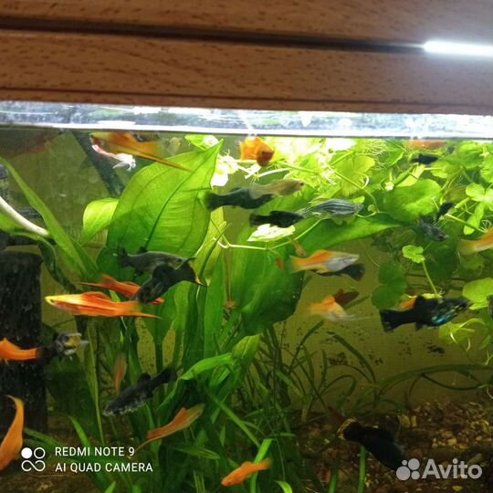 Моллинезия