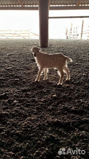 Козы козлята