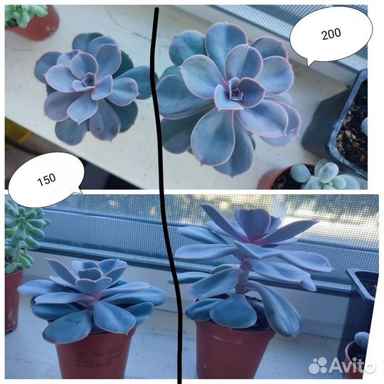 Суккуленты