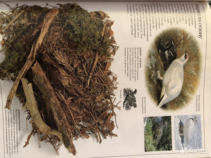 Очевидец Дорлинг Киндерсли 5 книг