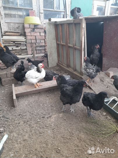 Цыплята несушки