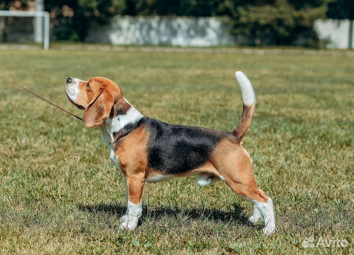 Бигль вязка