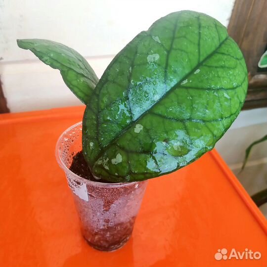 Хойи красивые и неприхотливые