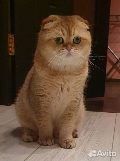 Шотландский вислоухий золотой кот.Вязка кошек