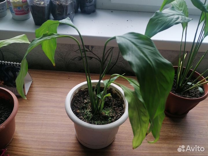 Спатифиллум