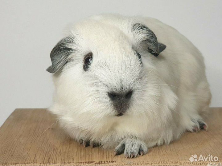 Морская свинка california