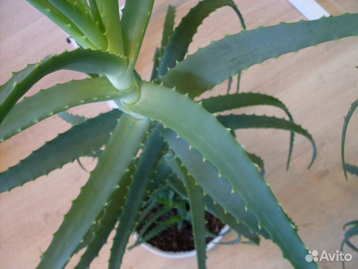 Алоэ лечебный