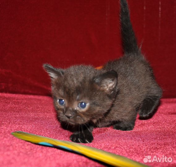 Манчкин пушистое счастье