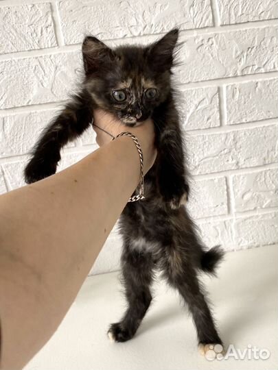 Котенок с особенным хвостиком