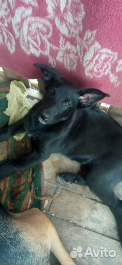 Отдам в добрые руки