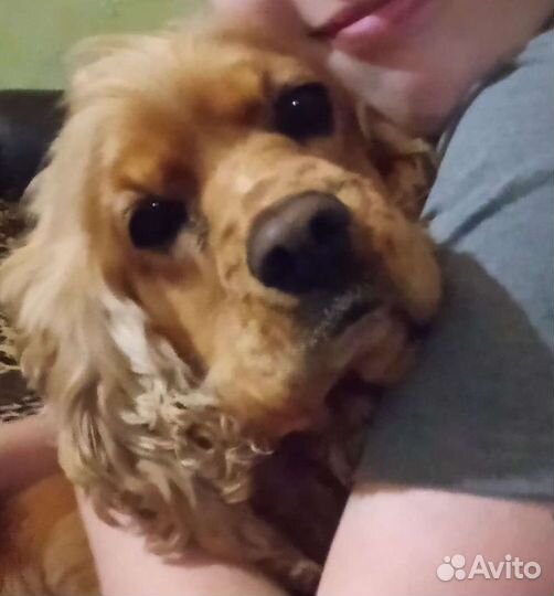 Щенки английского кокер спаниеля