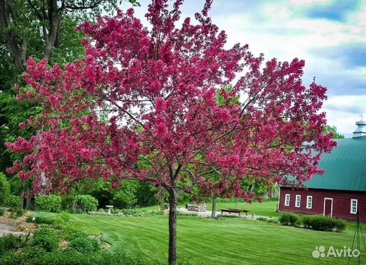 Яблоня Роялти декоративная 3 летка окс