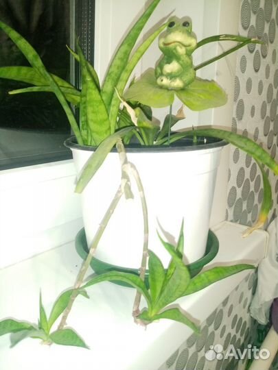 Комнатный цветок Сансевиерия Парва Ланцет