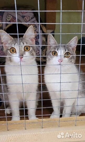 Малышки сестрички