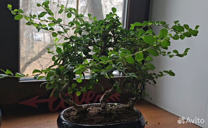 Бонсай Кармона