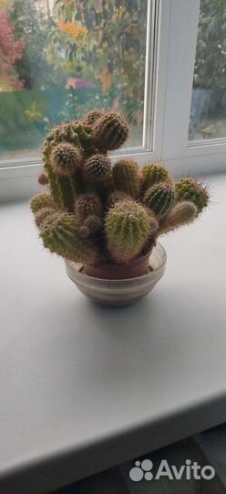 Цветы Кактус