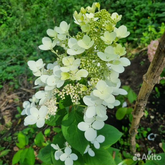 Гортензия метельчатая