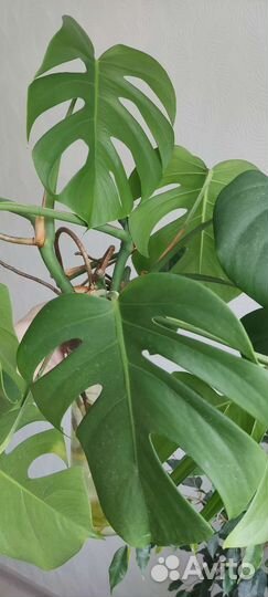 Монстера укорененные черенки