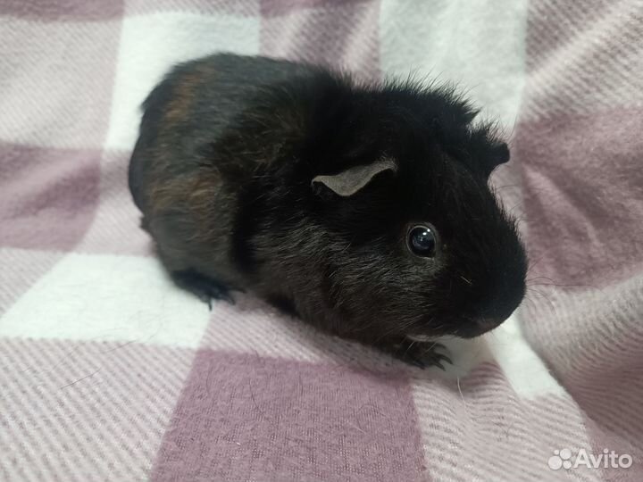 Морские свинки для семьи