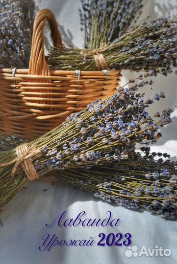 Лаванда Крымская