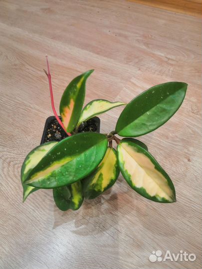 Хойя карноза триколор, хойя Грацилис