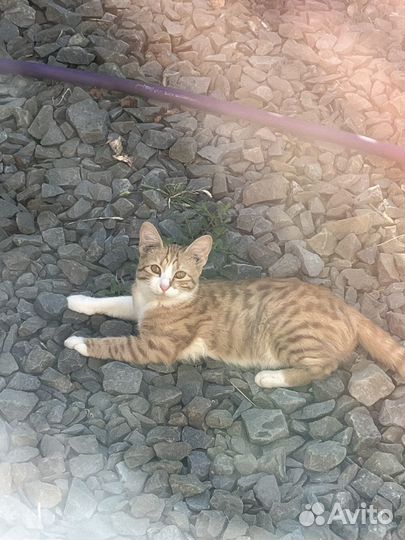 Кошка в дар