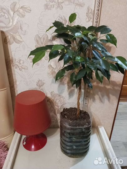 Плетёные фикусы