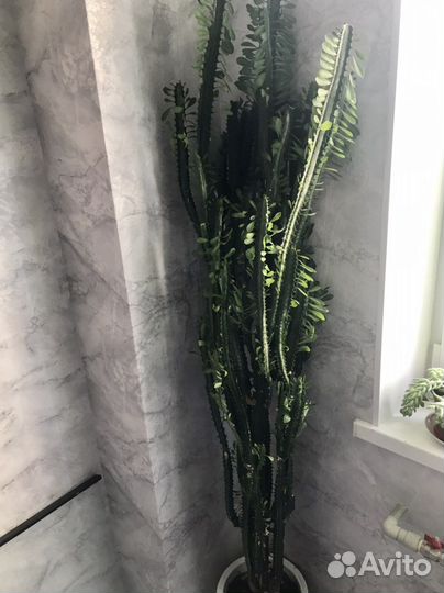 Молочай трехгранный