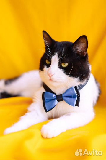 Славный котейка ищет дом