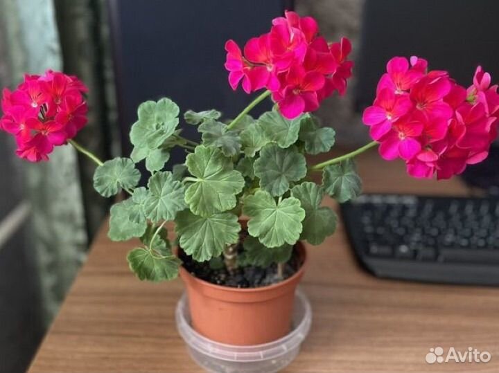 Пеларгония герань