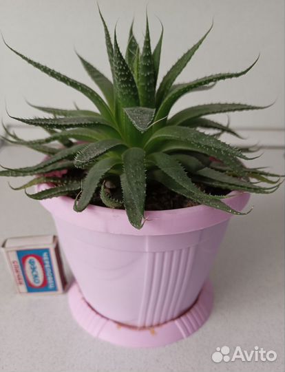 Алоэ остистое