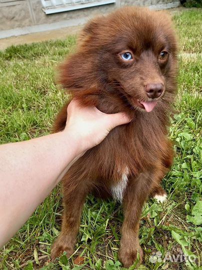 Шоколадная девочка Помски