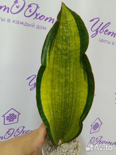 Тайские сансевиерии